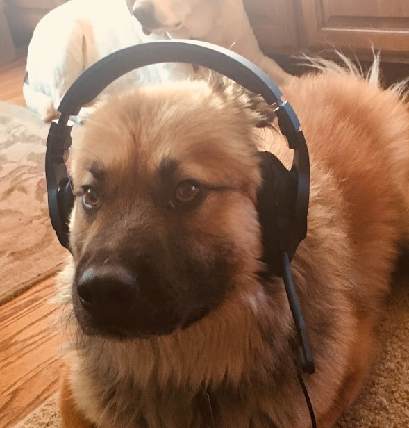A dog wearing a headset, representing the Friends of Chad operators